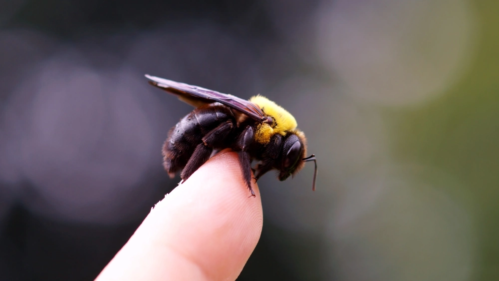 Carpenter bee