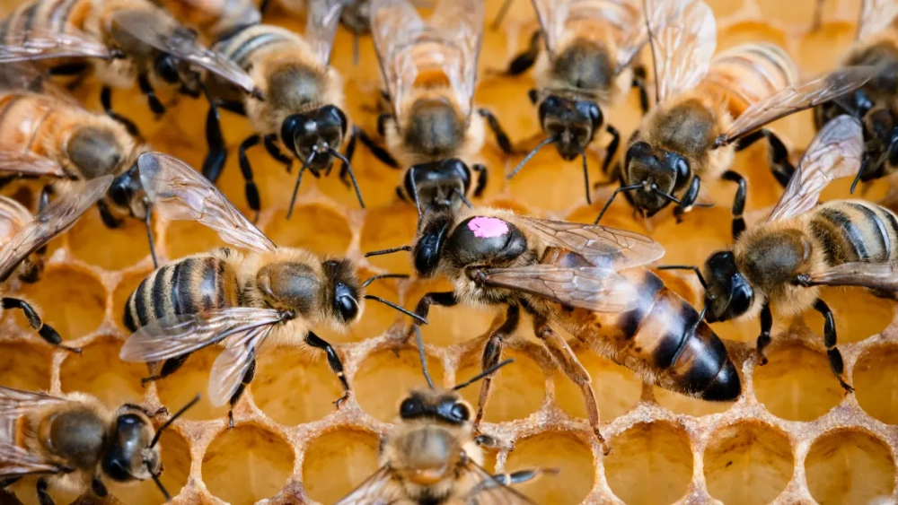 image-stock-1200-honey-bee-queen-1992885141