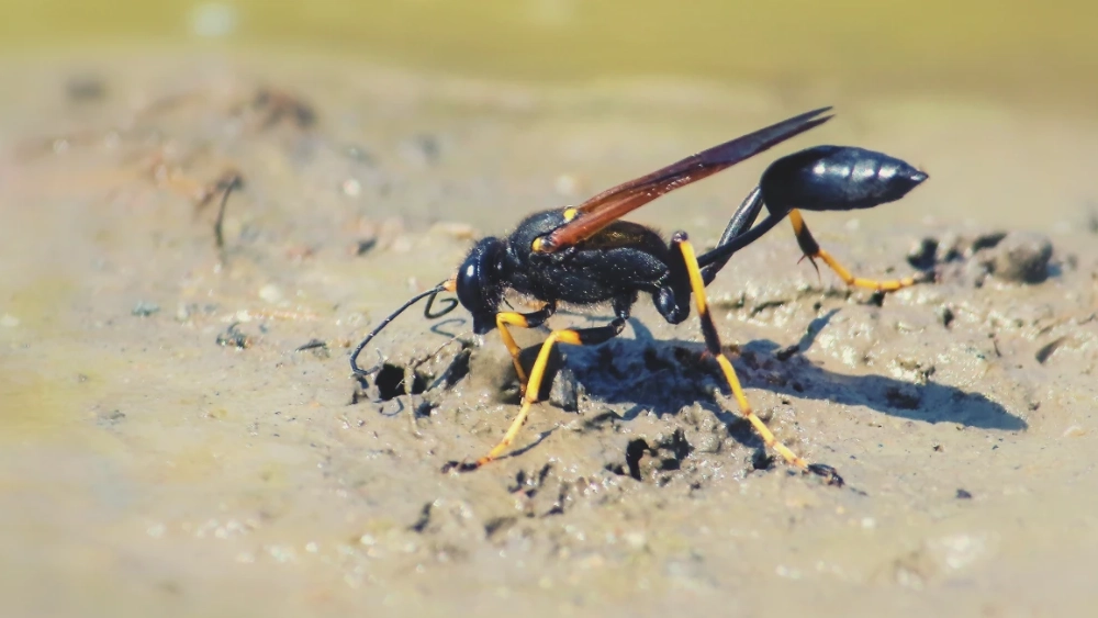 image-stock-pest-wasp-mud-dauber-getty-images-695494936.webp
