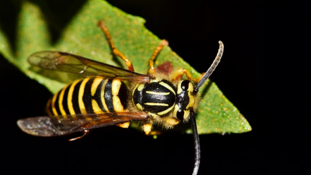 image-stock-1200-southern-yellowjacket-vespula-squamosa-wasp-at-1348357375