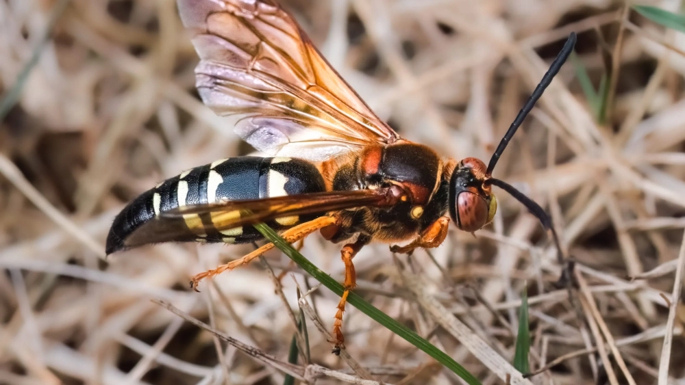 Yellow jacket