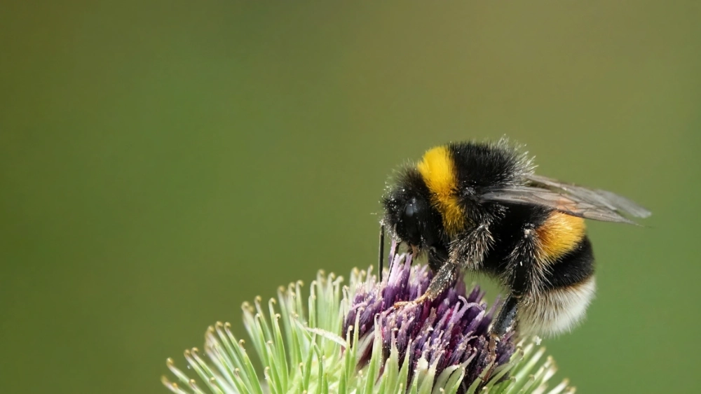 image-stock-bumble-bee-on-flower-getty-1463437971.webp