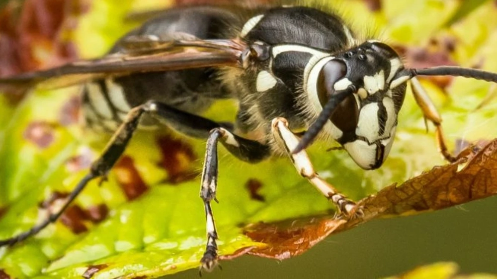 image-stock-bald-face-hornet.webp