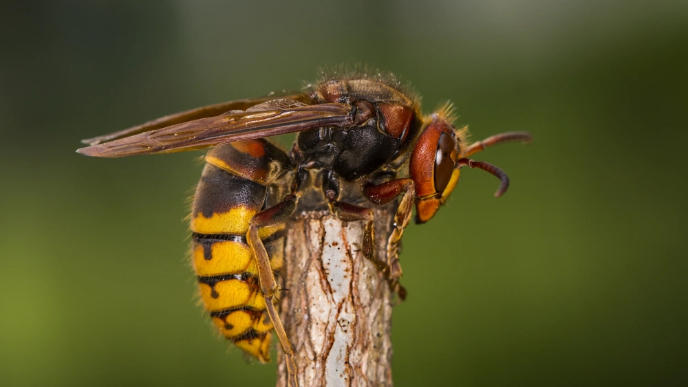 Bumble bee