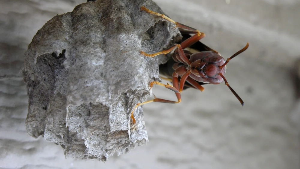 image-stock-paper-wasp-guarding-nest-getty-121171998