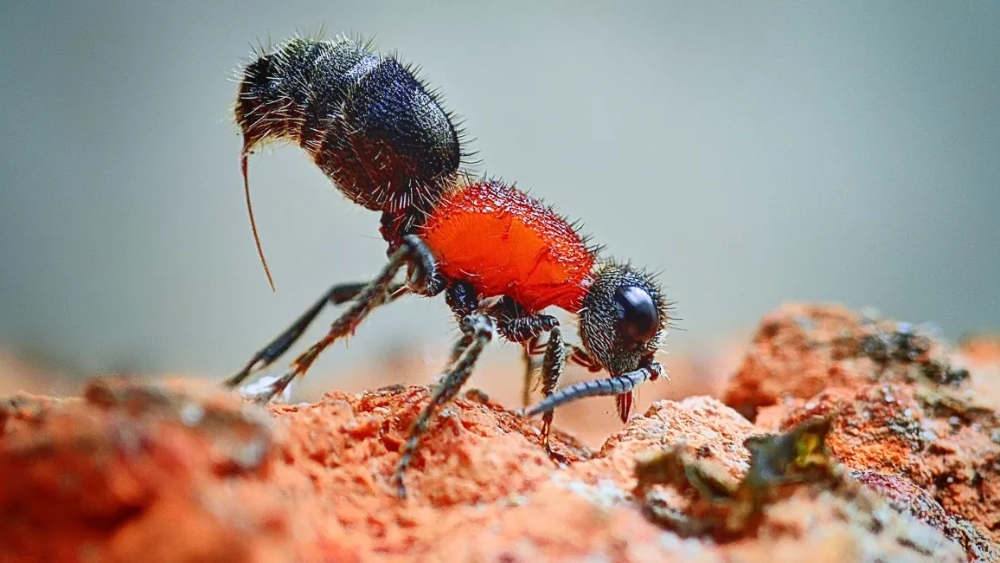 image-stock-1200-velvet-ant-2065740401