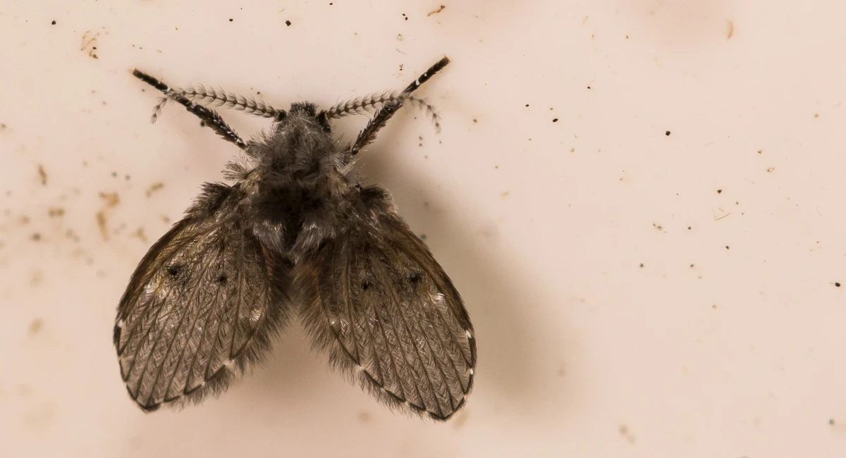 Close up image of a moth fly