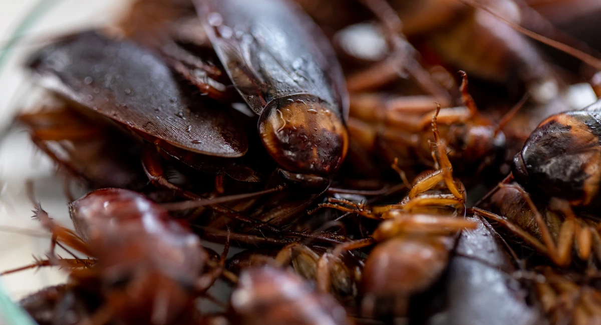 Close up of a pile of cockroaches