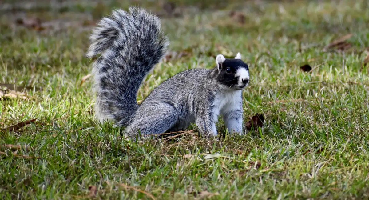 southern fox squirrel ready to prance with tail up in grass