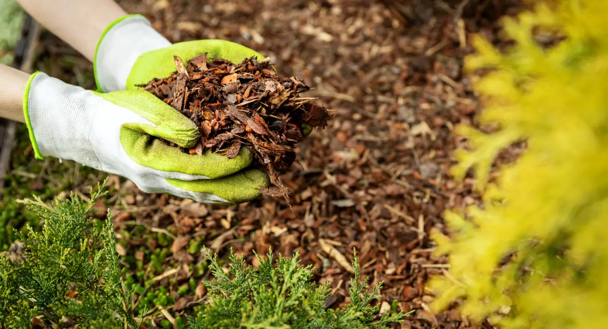 A person spreading mulch in their garden