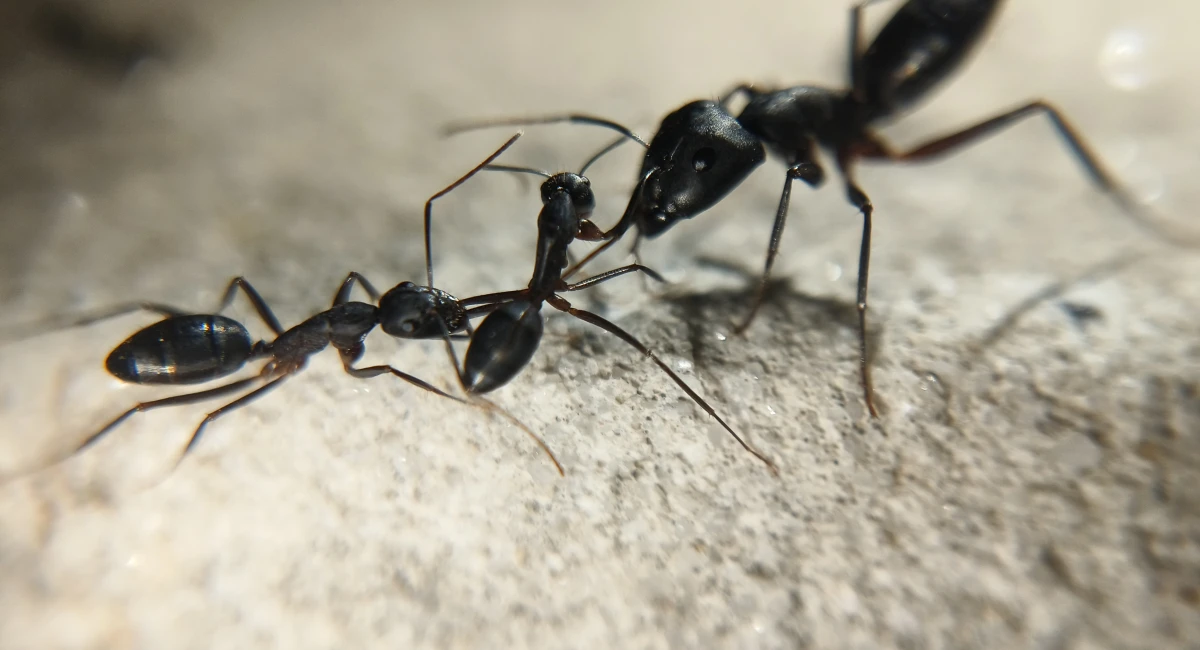 Close up image showing a Carpenter ant