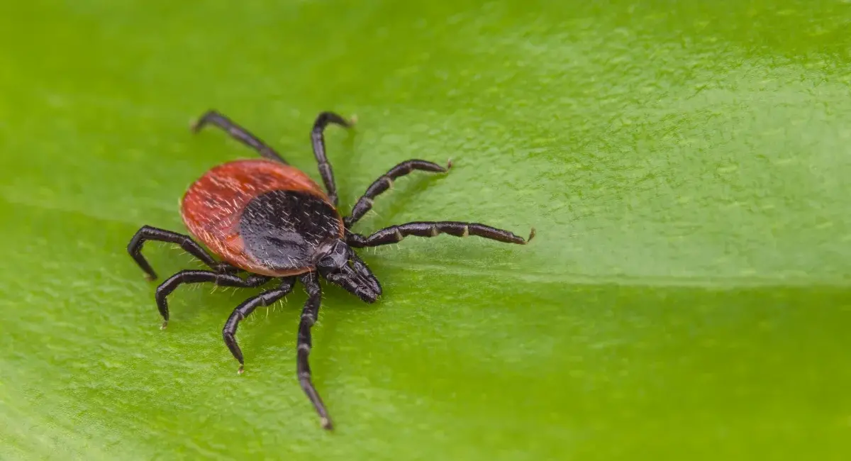 Close up of a Tick showing its more rounded shape