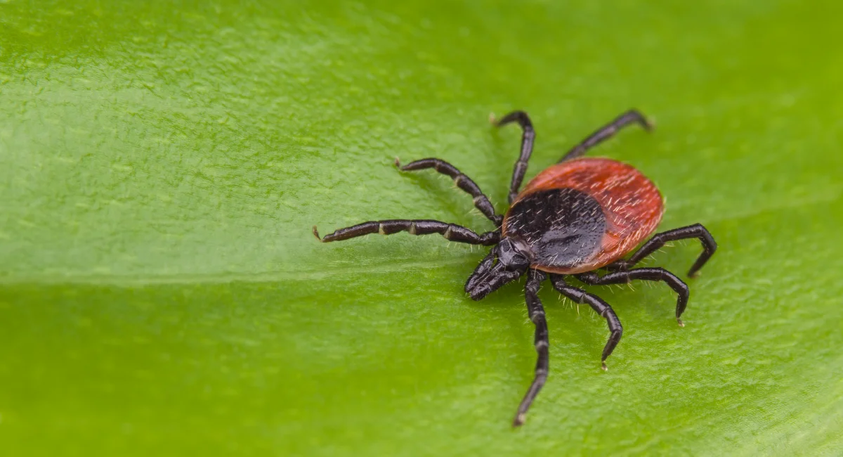 Close up of a Tick showing its more rounded shape