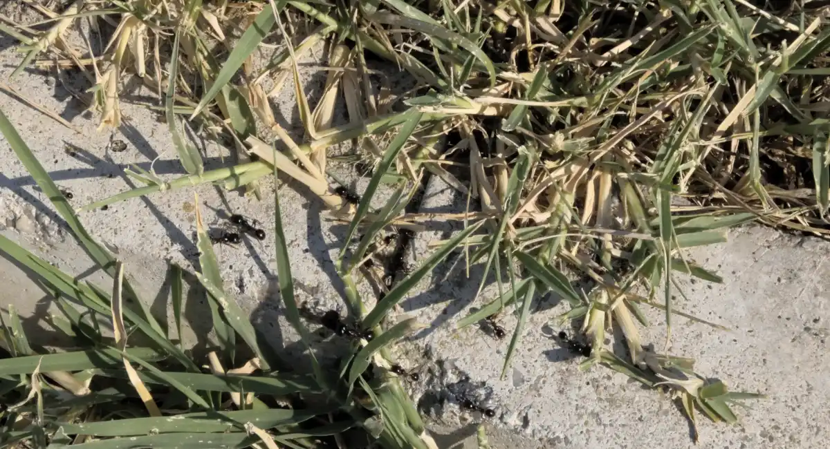 Black ant gathered at the edge of a lawn