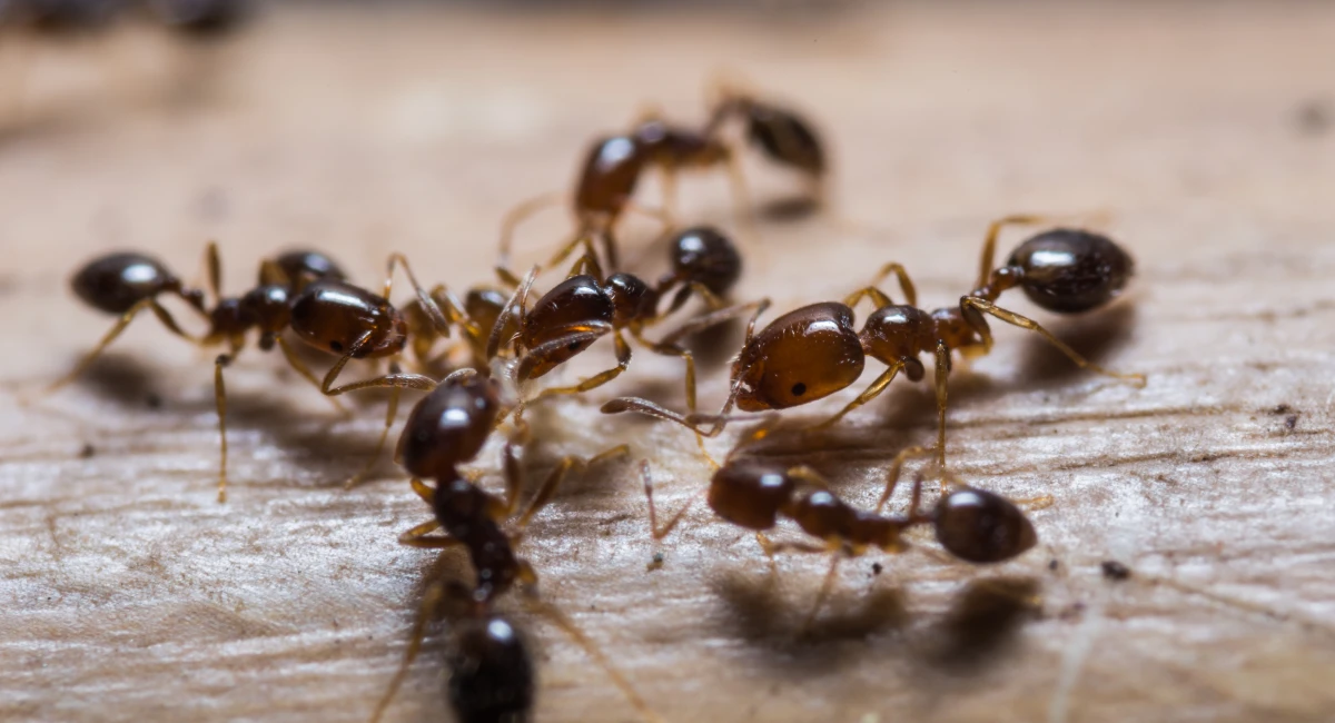 Red fire ants