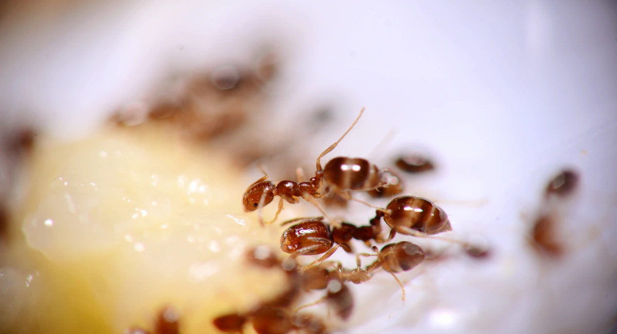 Ants are attracted to carbohydrates for energy