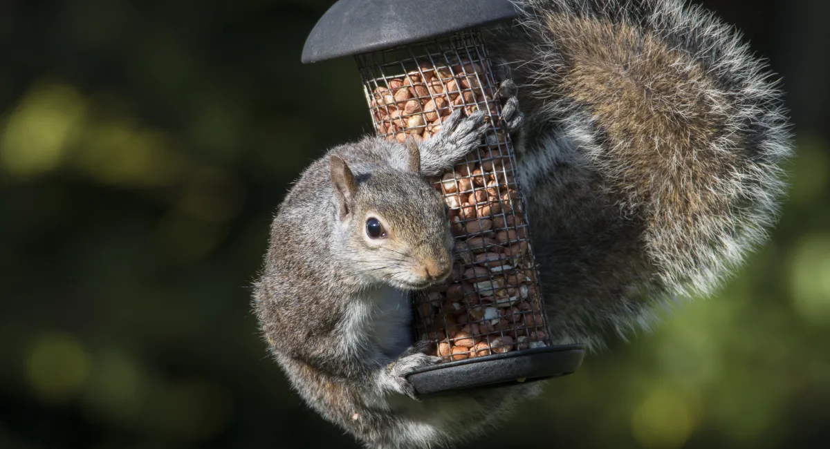 grey squirrel attacking bird feeder for peanuts