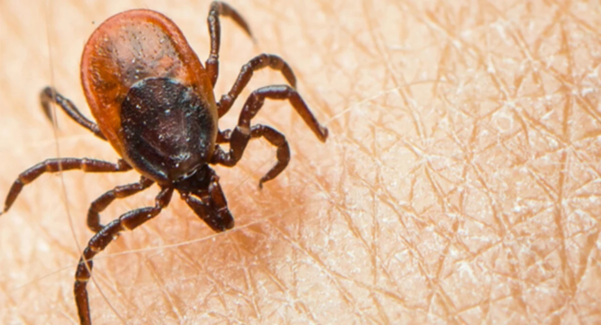 close up of tick on human skin