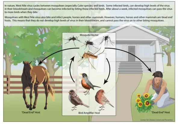Cycle infographic of how west nile virus gets transmitted