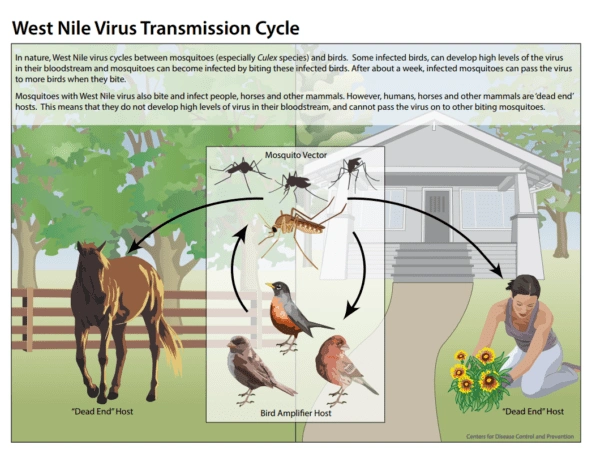 Cycle infographic of how west nile virus gets transmitted