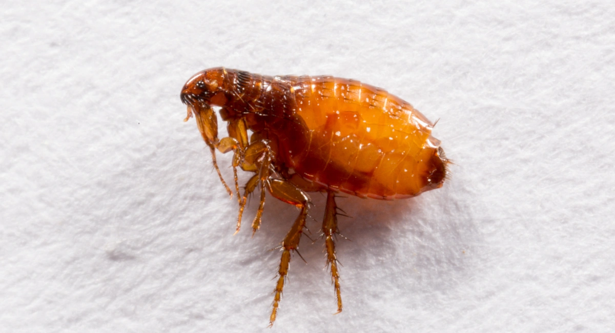 Flea on white background