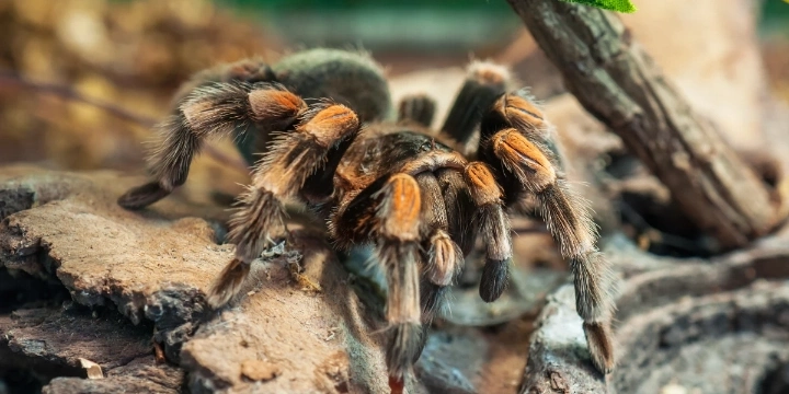 tarantula spider close up on rocks