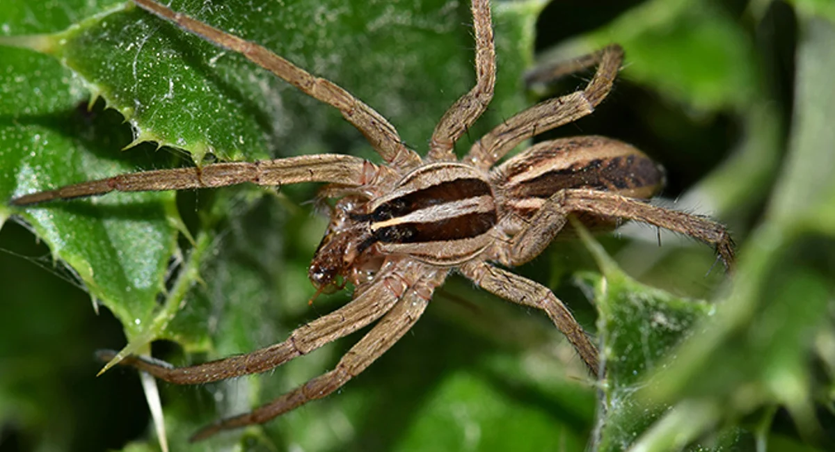 wolf spider up close on leaves