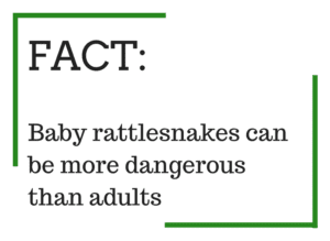 Fact: Baby rattlesnakes can be dangerous than adults
