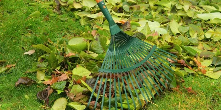 leaves being raked 