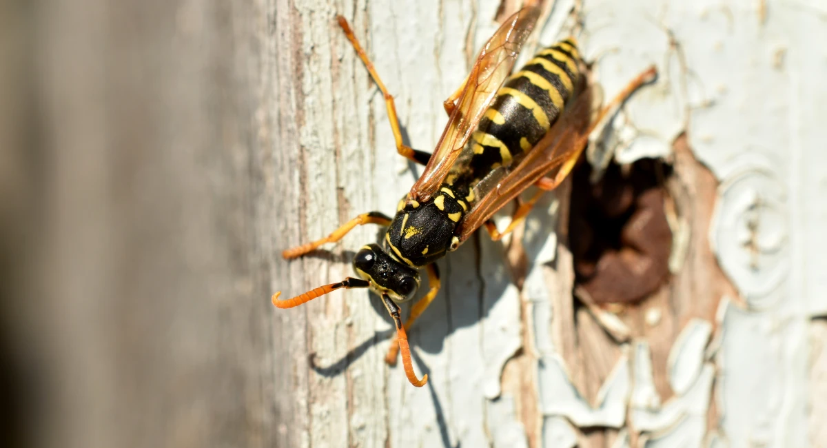A yellow jacket sitting on an old board