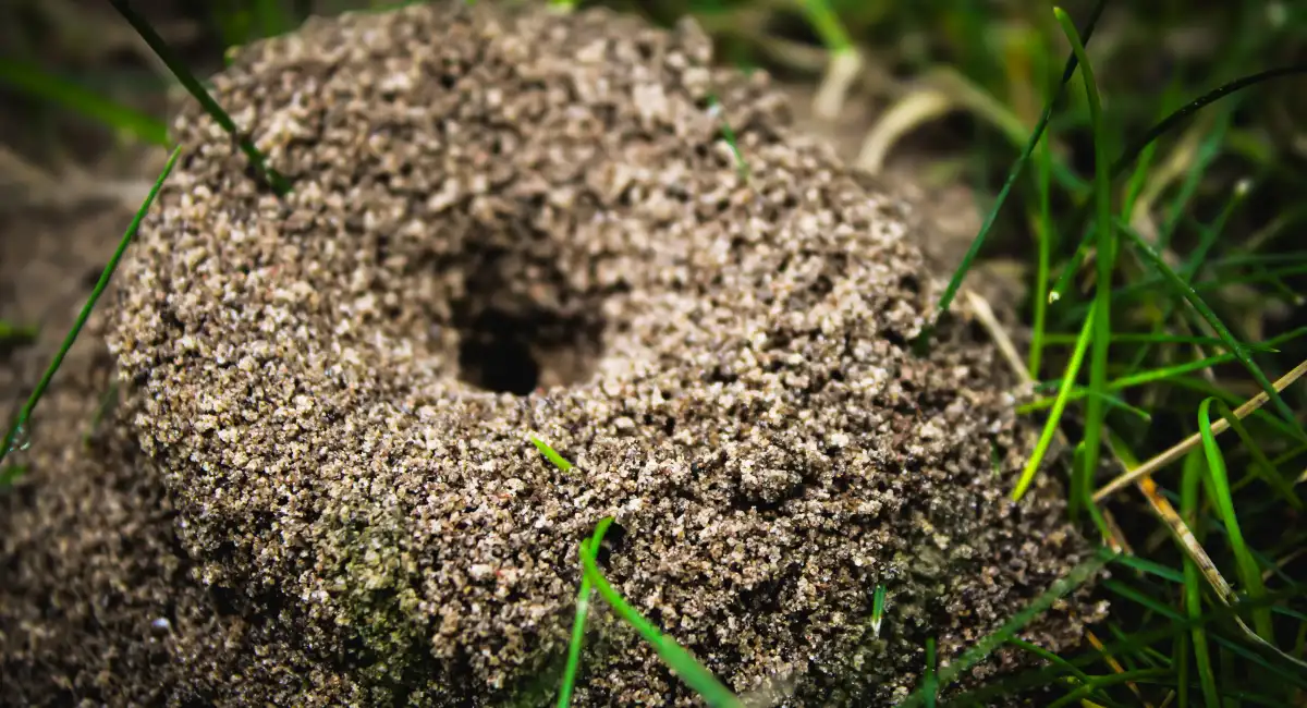 Close up of an ant mound