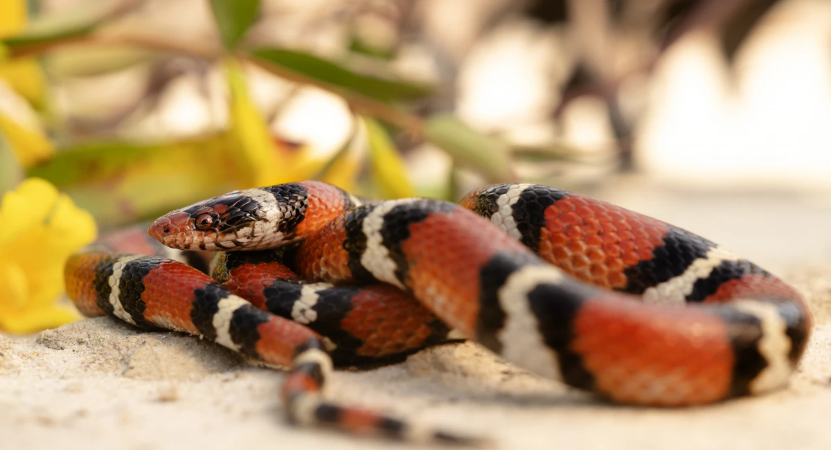 scarlet kingsnake on sand with yellow flowers