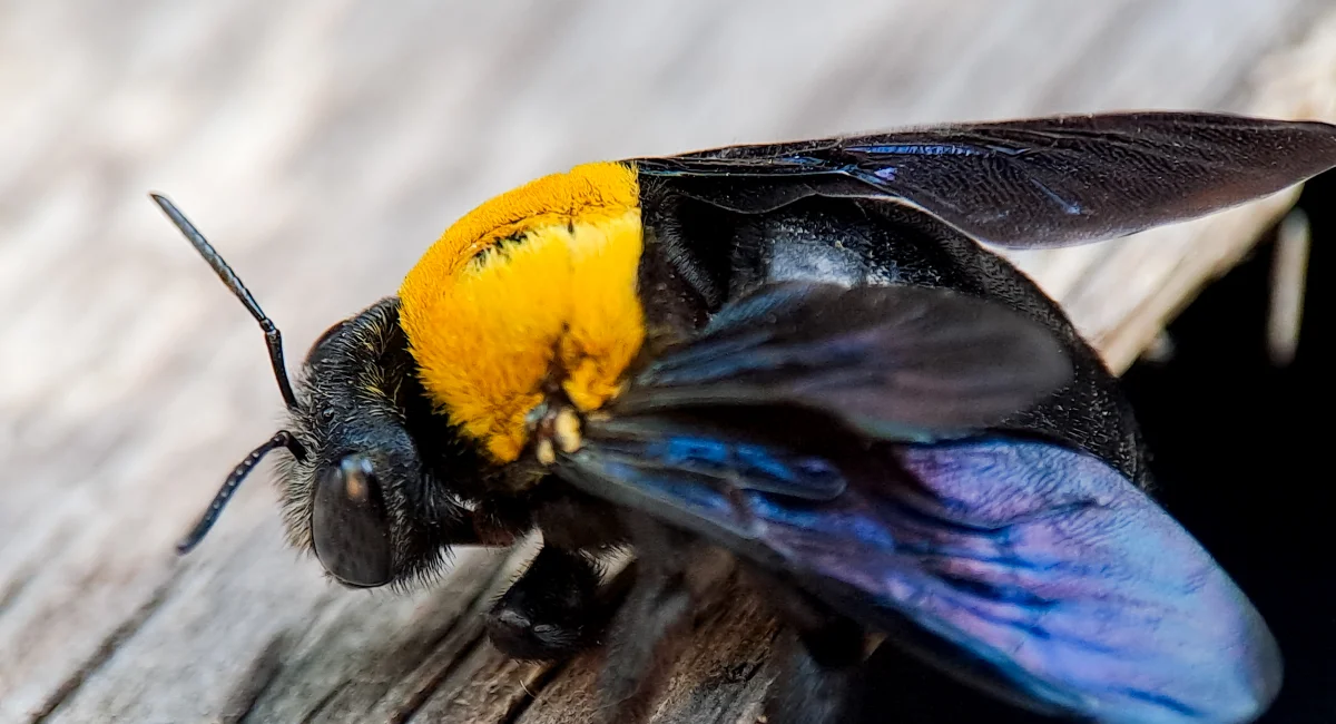 A carpenter bee