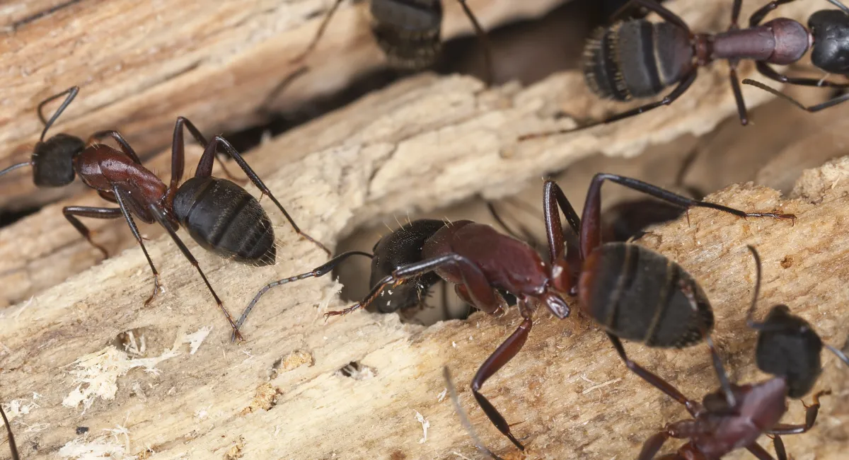 Some ants, like carpenter ants, will bite if threatened
