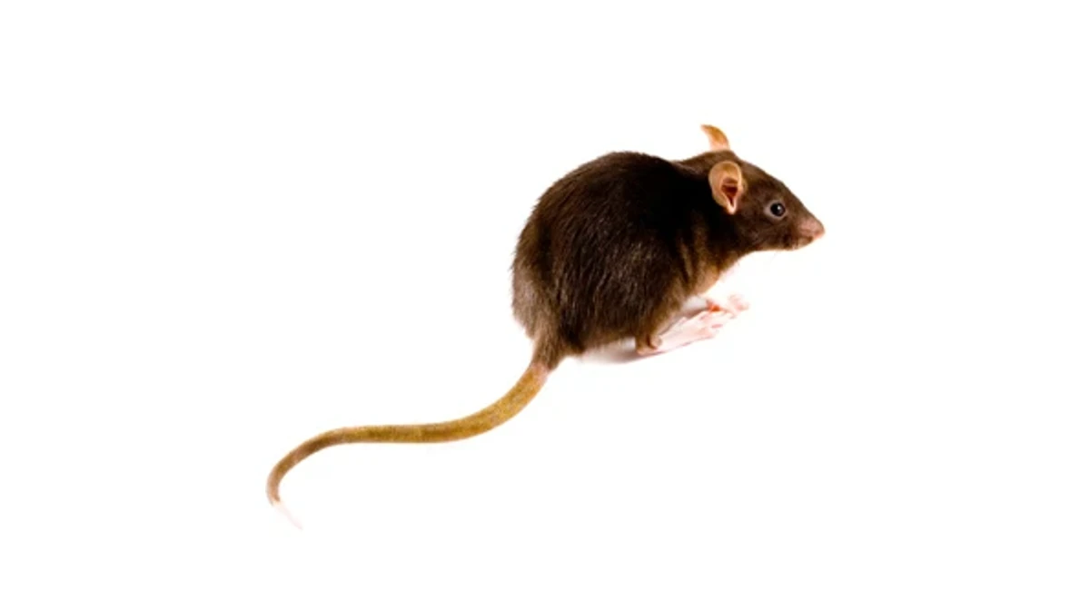 black rat on white background