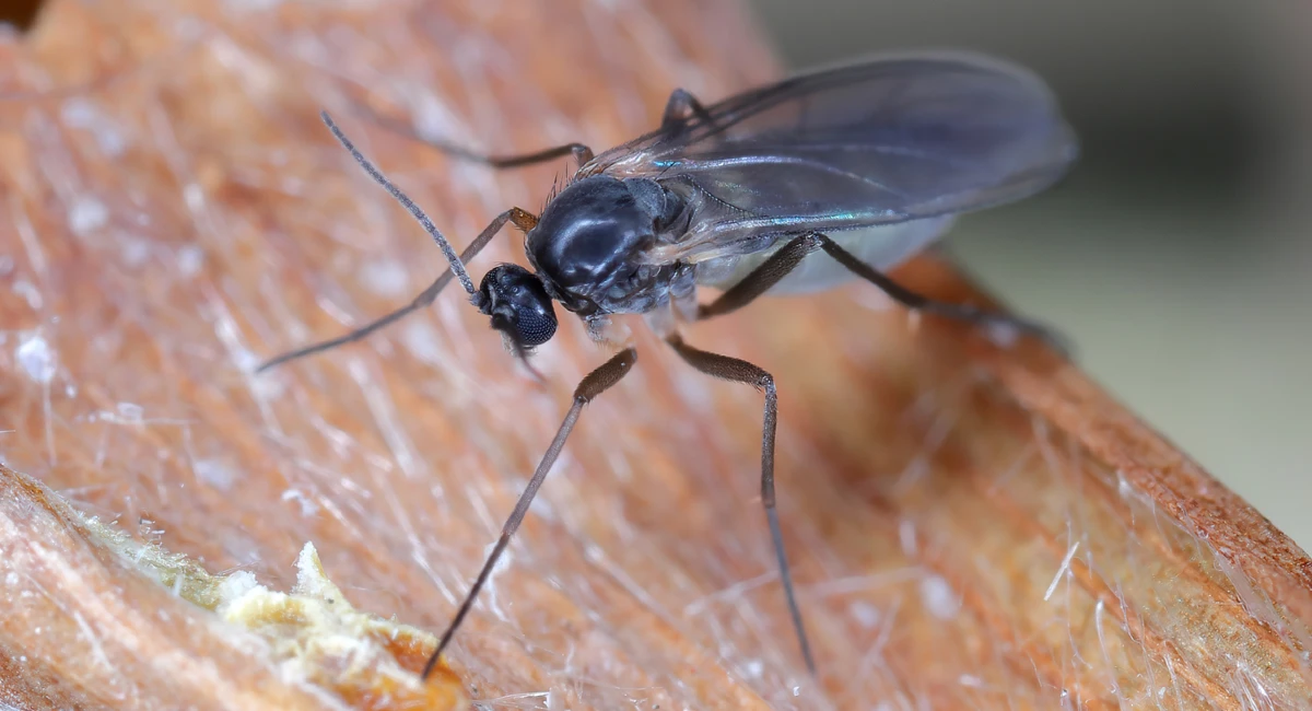 Close up image of a gnat
