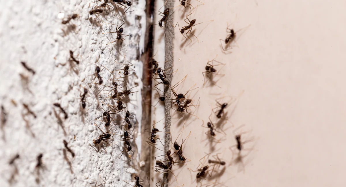 Spraying for ants can reduce visible activity, but won’t prevent a return