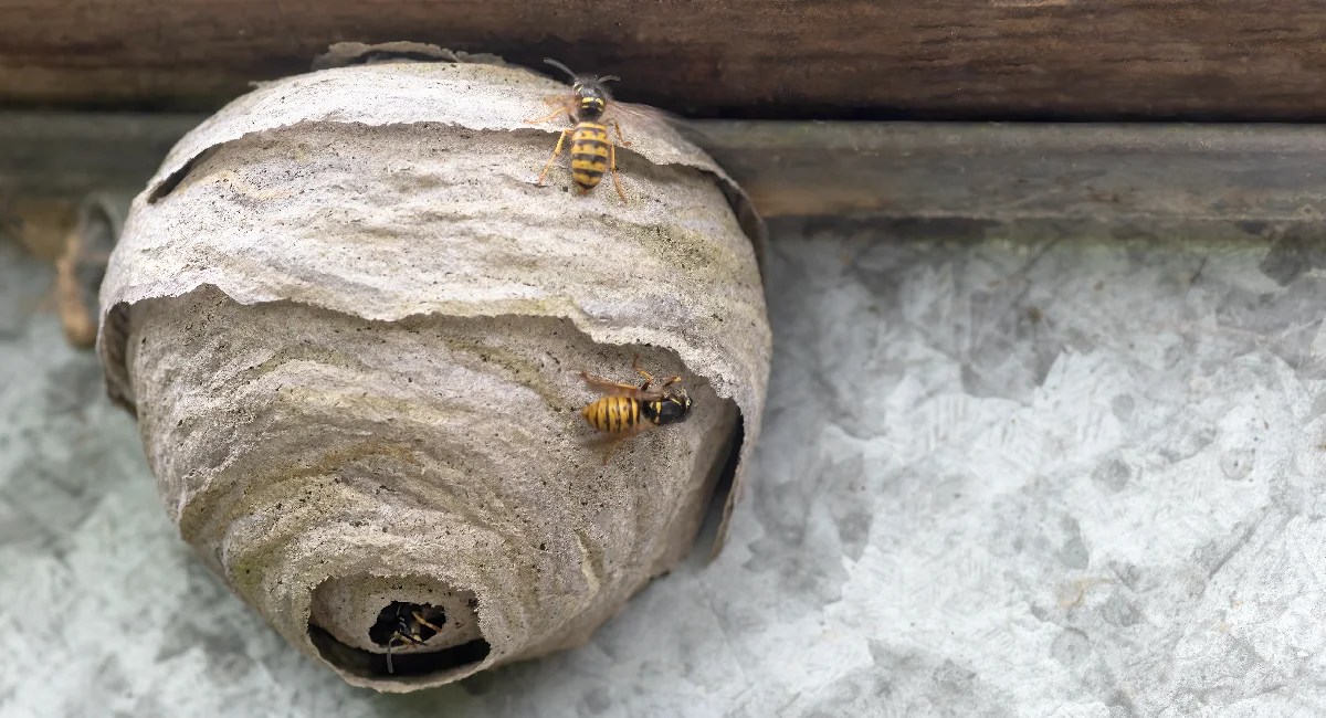 a close-up photograph of a wasp nest