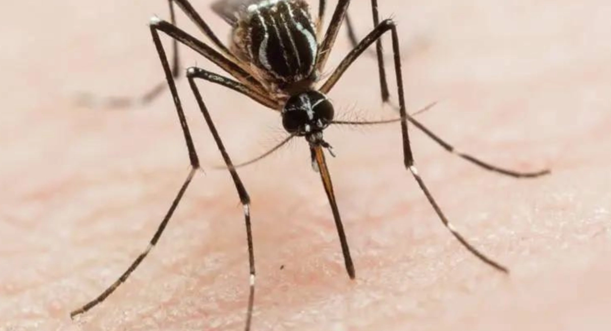 mosquito on hand up close