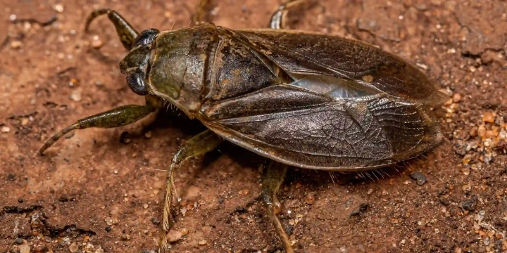 Adult Giant Waterbug of the Genus Belostoma