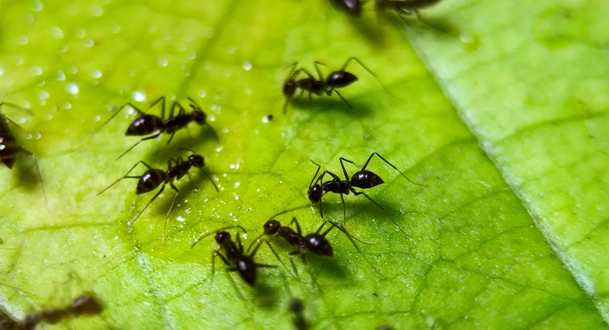 Little black house ants