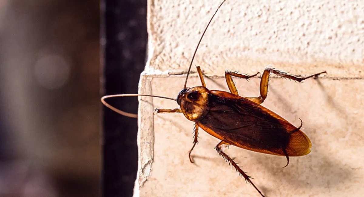 American cockroach