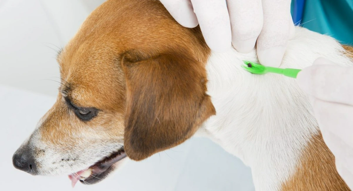 dog having tick removed from back