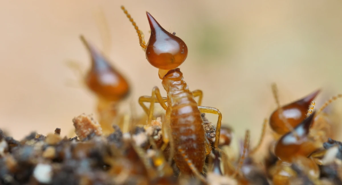 Close up of a Termite showing their thicker waists