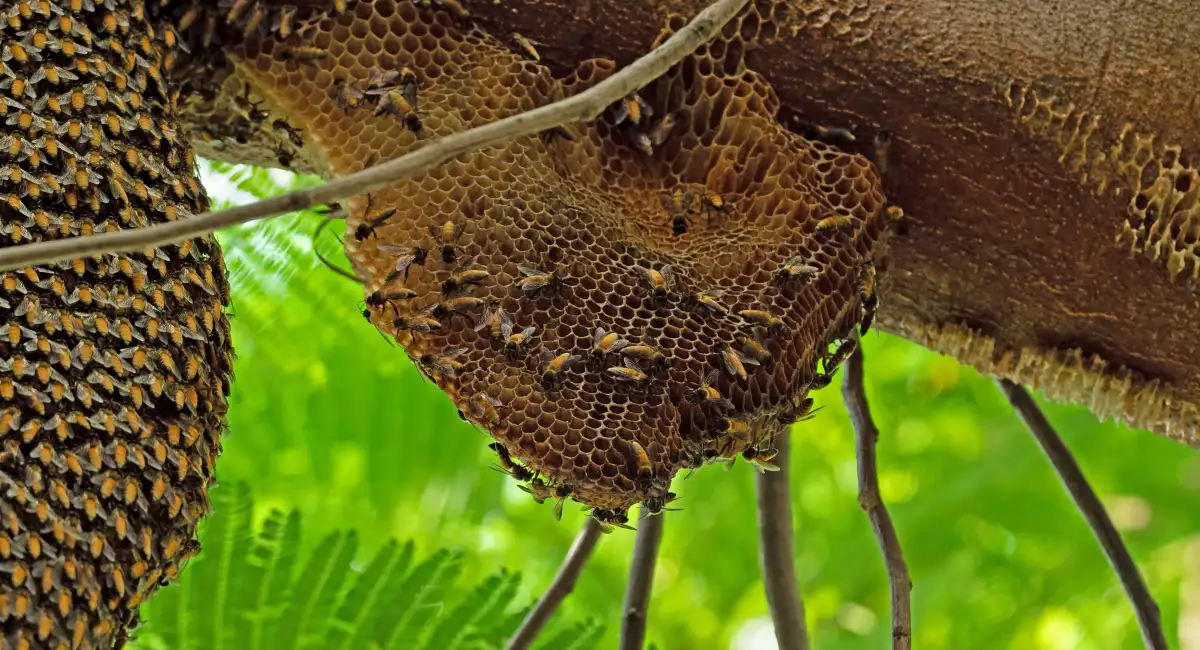 two huge beehive of giant honey bees on a tree branch