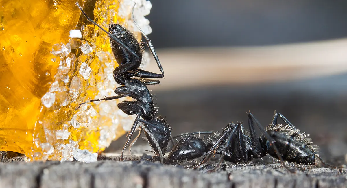 Ants eating orange fruit jelly