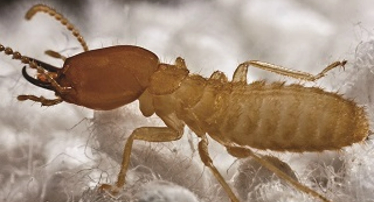 Formosan Termites