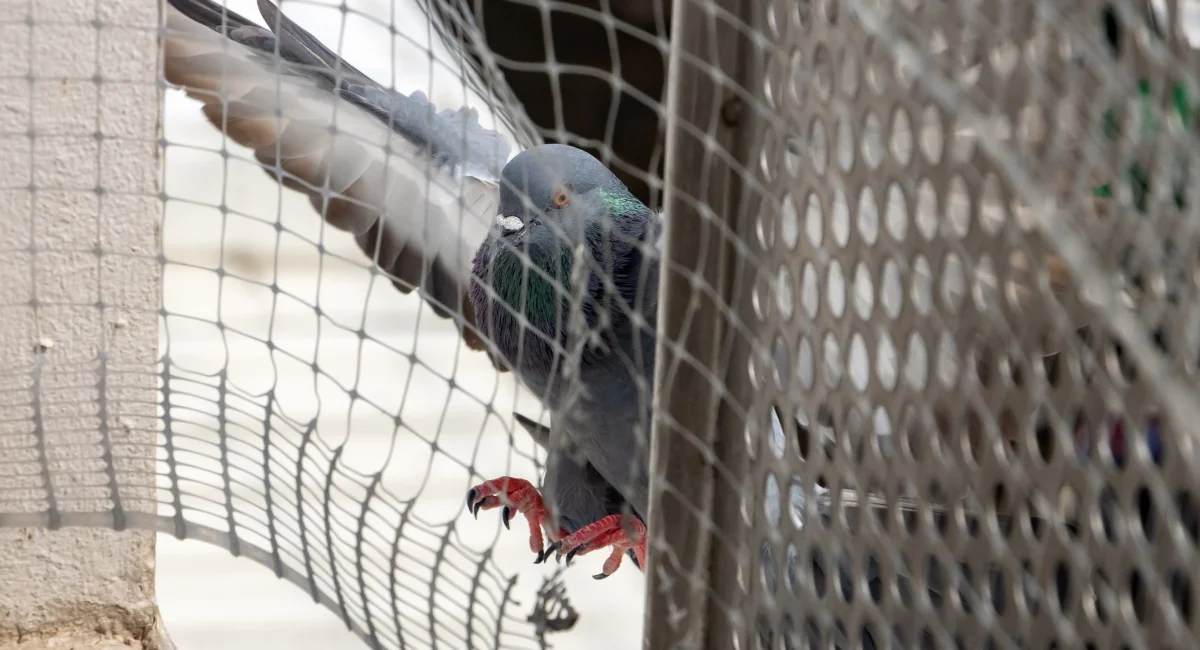 Protective mesh and bird netting