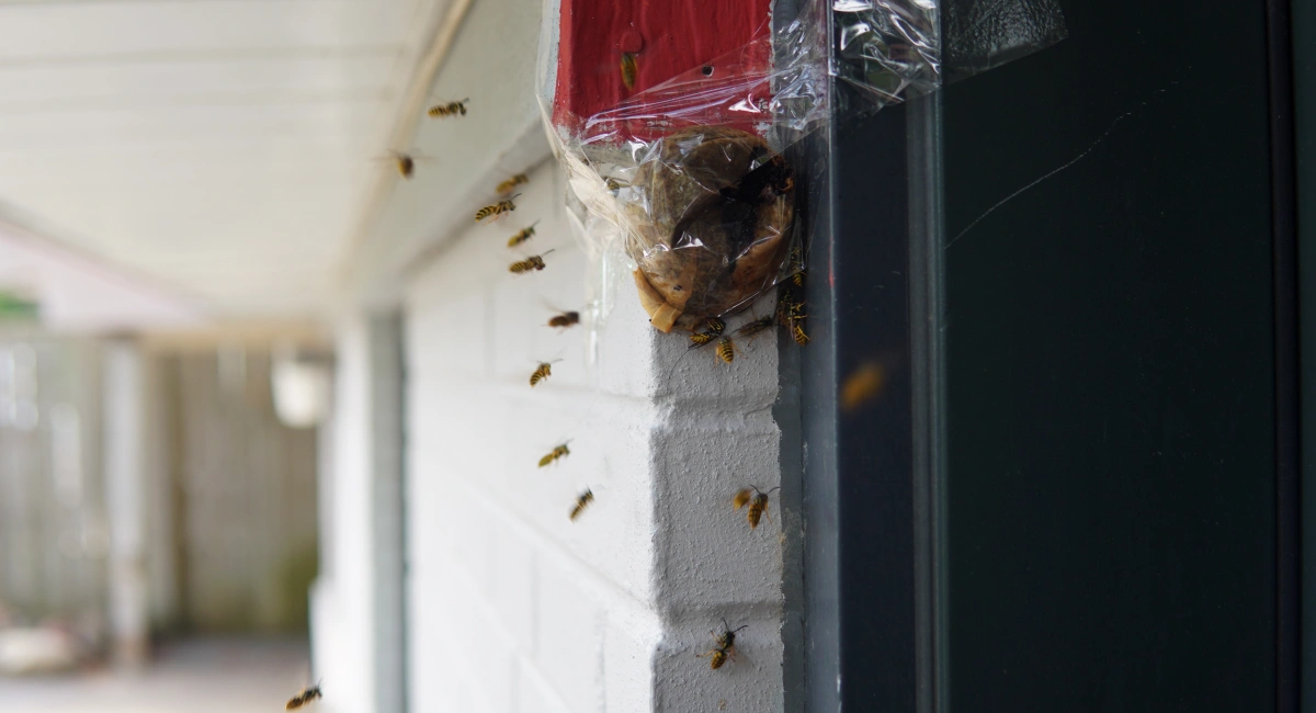 A bee colony nesting outside a house