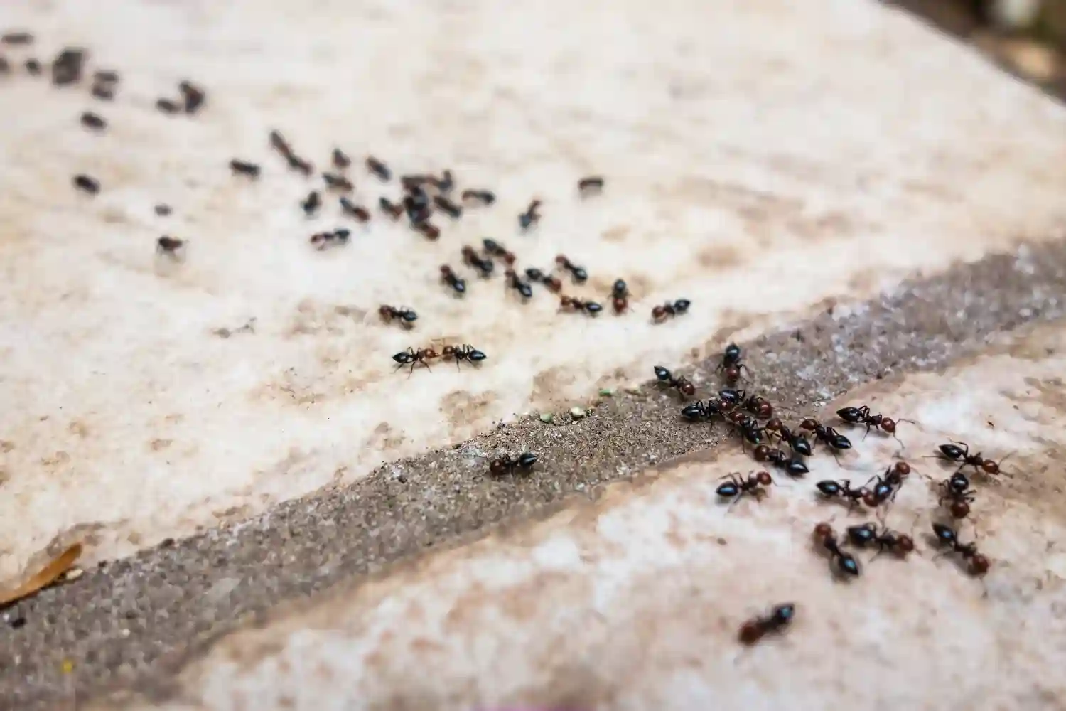 ants-black-ants-swarm-on-a-tree
